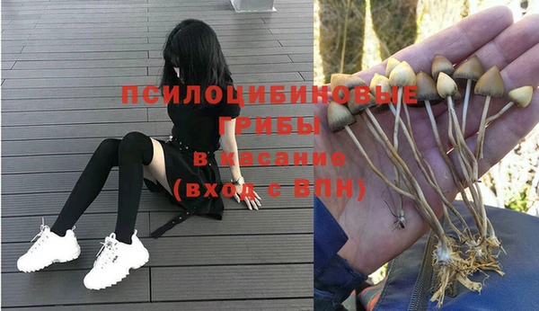 стафф Корсаков